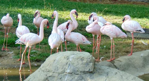 Flamingo Transworld’s New Zealand Family Tours: Unforgettable Fun for Kids and Adults Alike